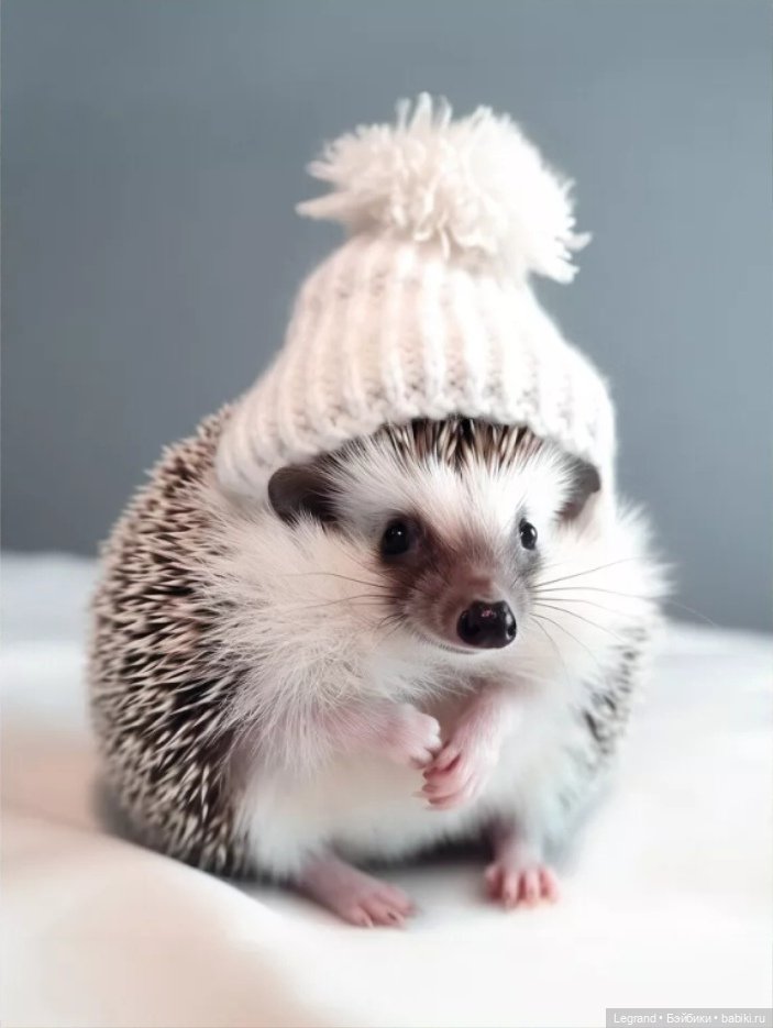 В мире забавных животных🤗