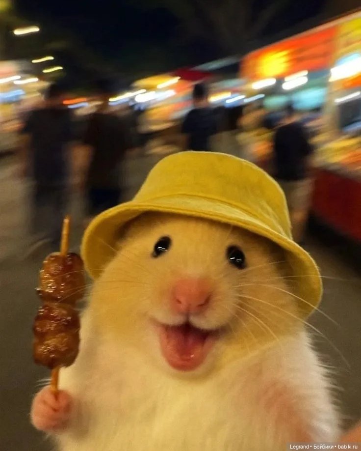 В мире забавных животных🤗