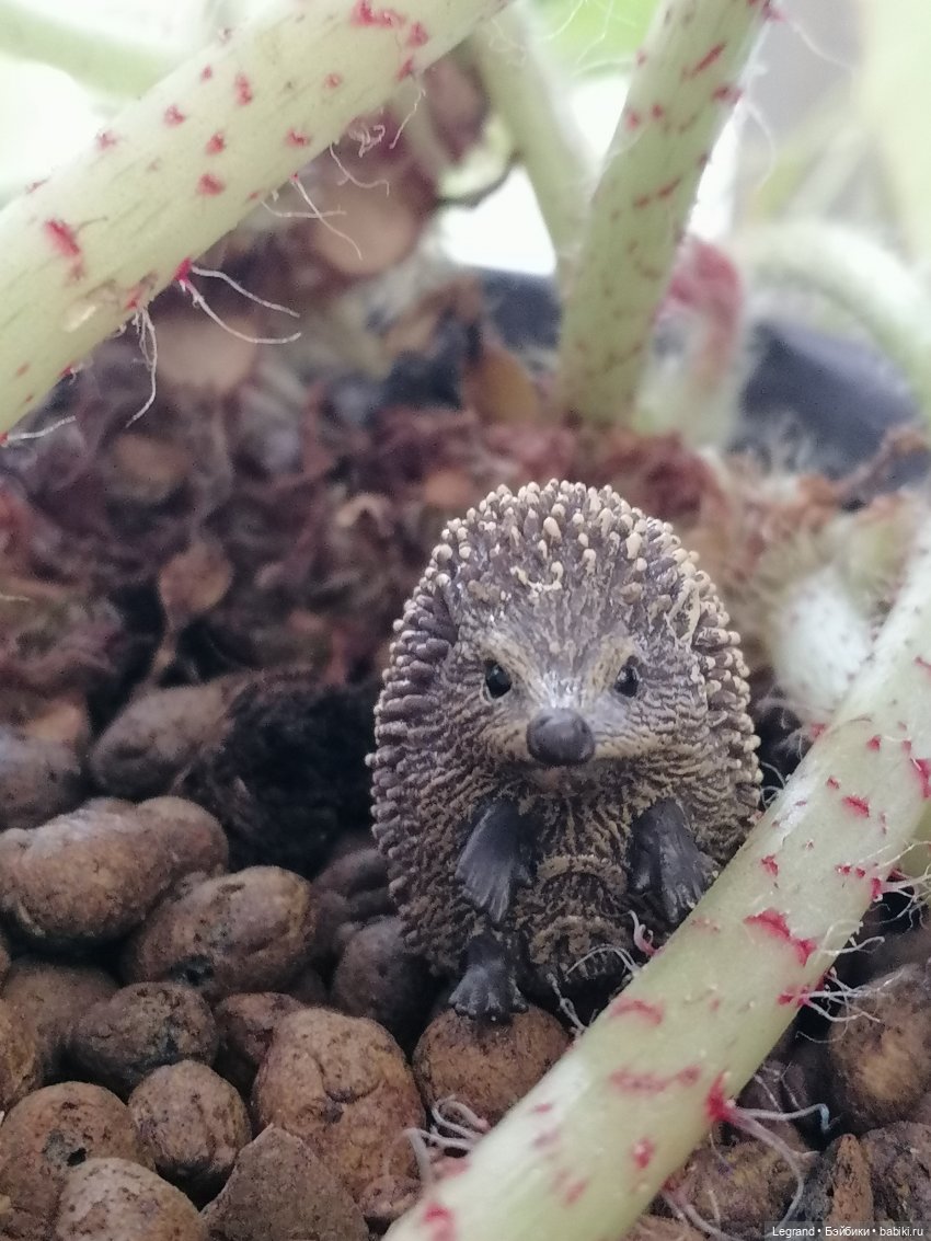 Из жизни моих мишек: Мишель, Стефан и ёжик Санни (фото 2)