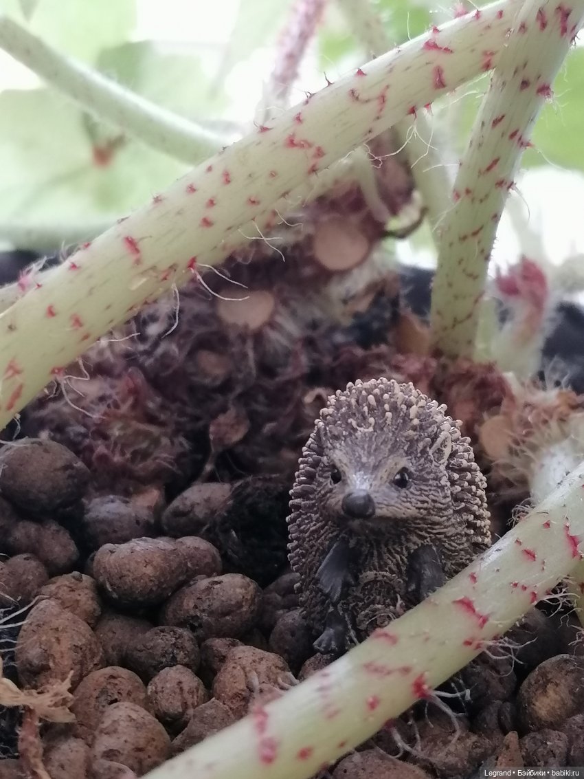 Из жизни моих мишек: Мишель, Стефан и ёжик Санни (фото 4)