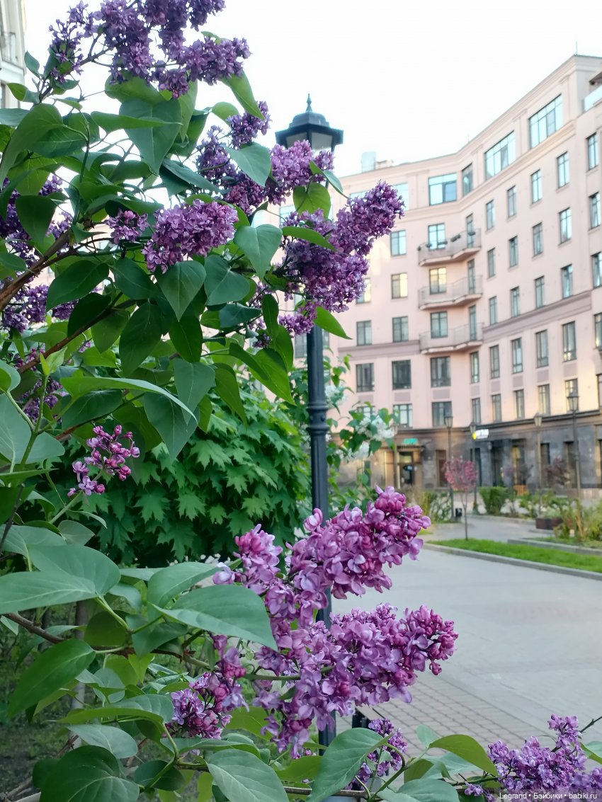 Санкт-Петербург: сирень в Парадном квартале