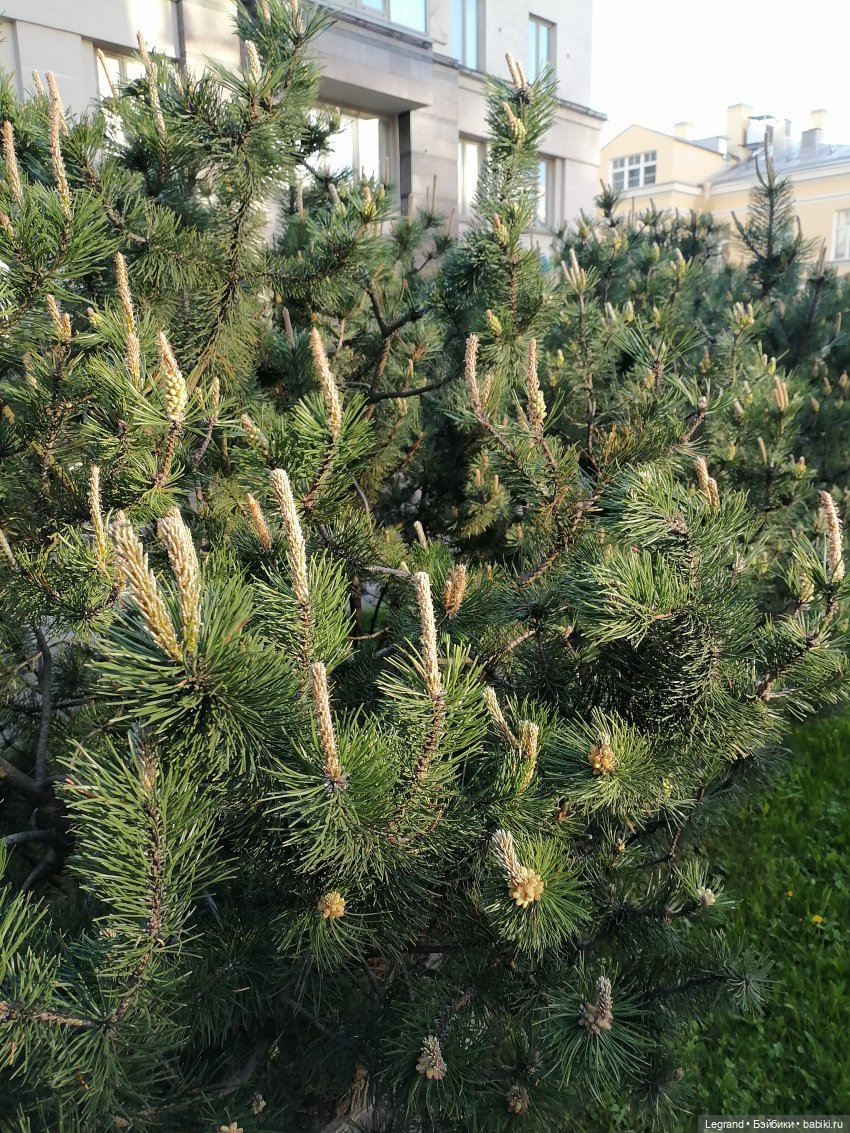 Санкт-Петербург: сирень в Парадном квартале