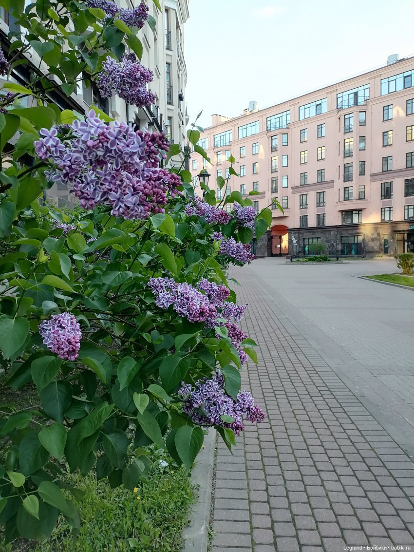 Санкт-Петербург: сирень в Парадном квартале