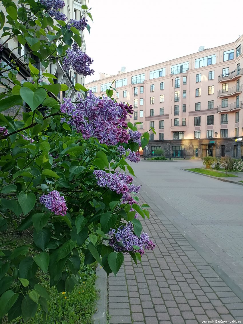Санкт-Петербург: сирень в Парадном квартале