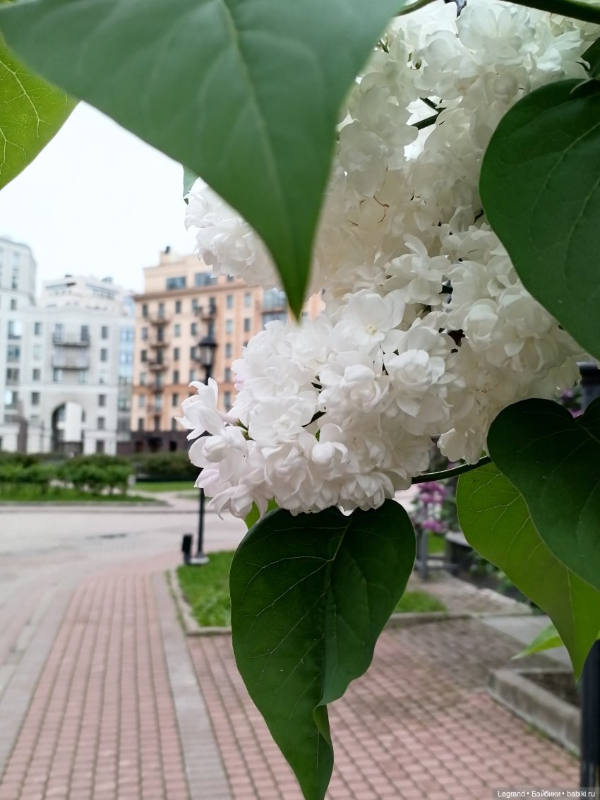 Из жизни моих мишек: Гюльсюм в Парадном квартале (фото 3)