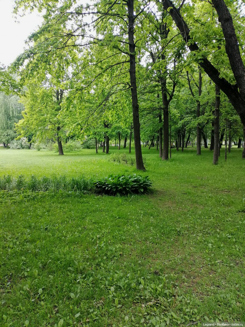 Санкт-Петербург: цветение в Таврическом саду - тюльпаны