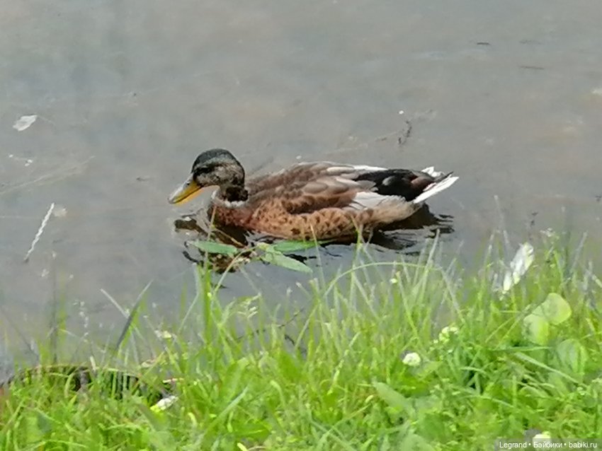 Санкт-Петербург: Таврический сад - розы, каналы, утки