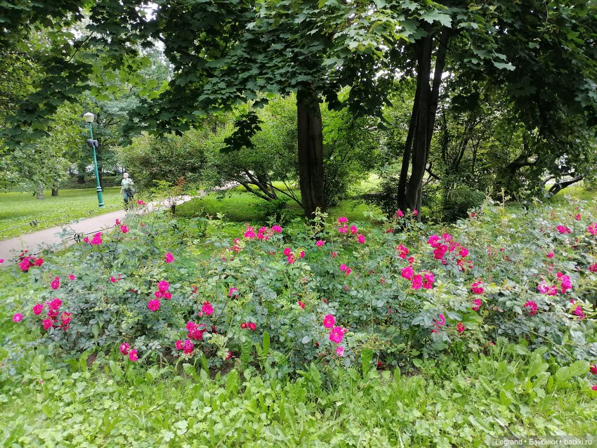 Санкт-Петербург: Таврический сад - розы, каналы, утки