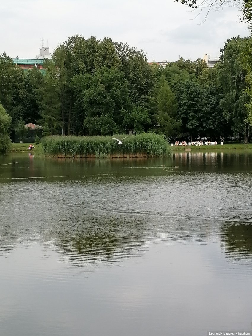 Санкт-Петербург: Таврический сад - розы, каналы, утки