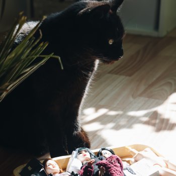 первые осенние портреты. поппи, каро ооак, лил и райна