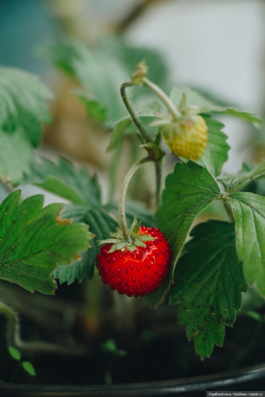 Кошка Electronic Cute Pets