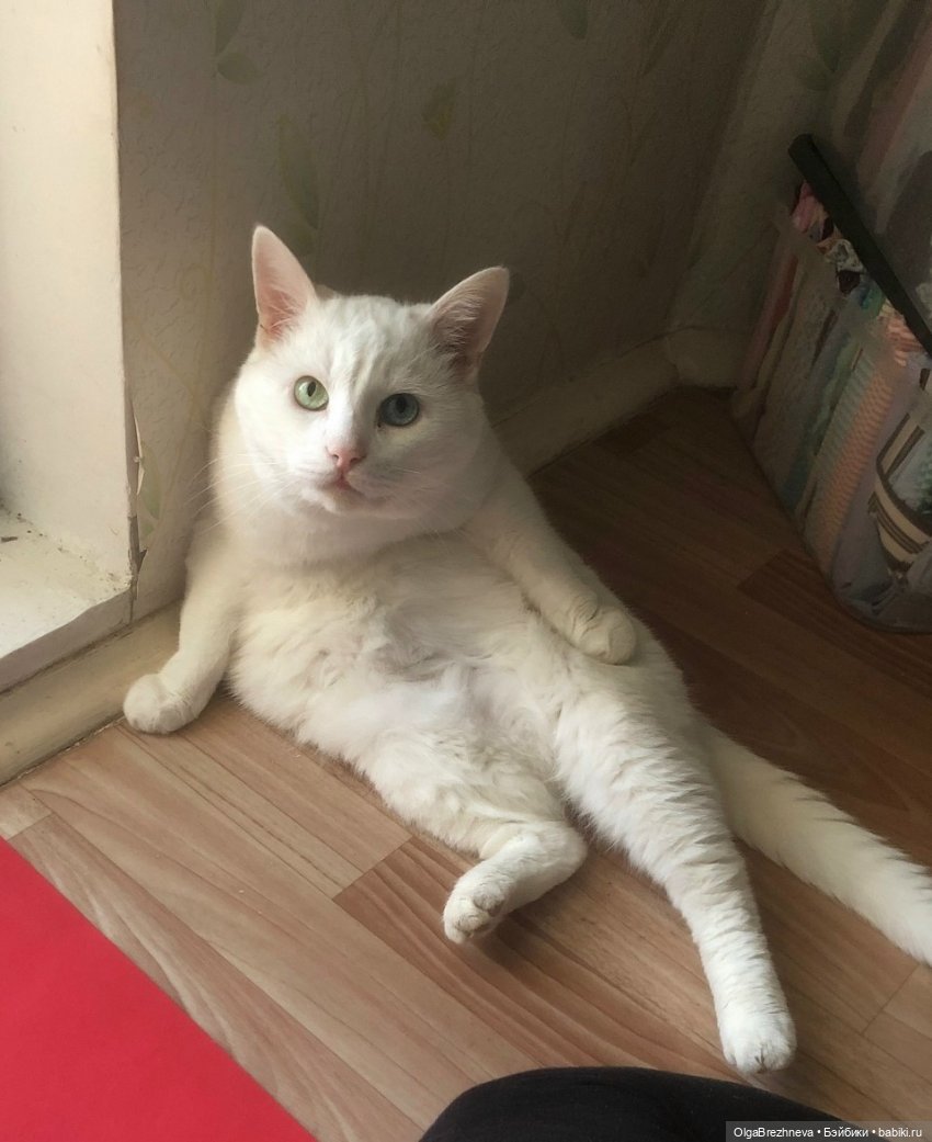 Это чистое искусство эти куклы . Имоджен. распаковка и обзор (фото 8)