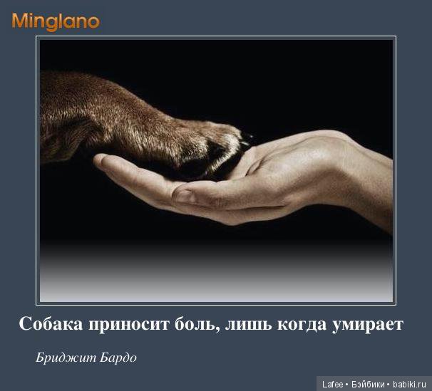 Открытки скорби по собаке, смешные пришла