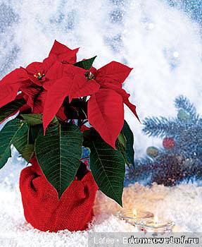 Родина моих Zwergnase готовится к Рождеству! (из новогодних традиций Германии) (фото 7)