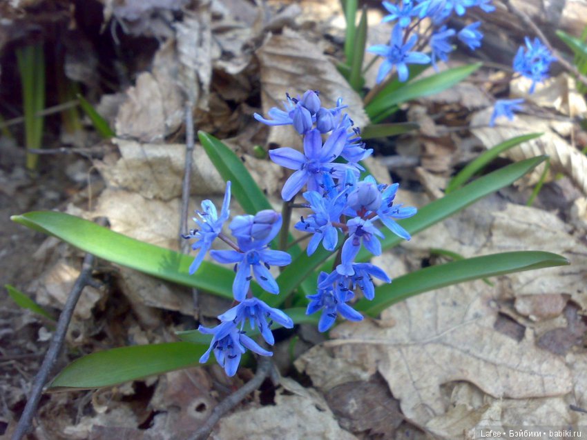 В лес за подснежниками."Love is in the me" 2 (фото 6)