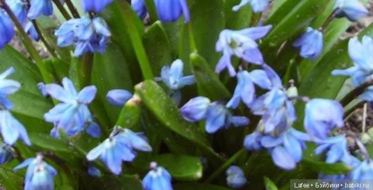 В лес за подснежниками."Love is in the me" 2