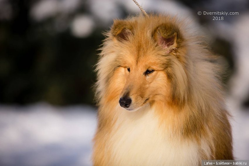 Кто охраняет моих кукол — Болталка и разговоры обо всем: жизнь (фото 7)