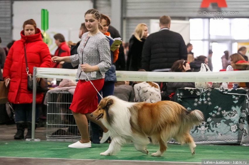 Кто охраняет моих кукол — Болталка и разговоры обо всем: жизнь (фото 5)