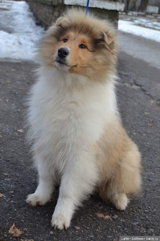 Кто охраняет моих кукол — Болталка и разговоры обо всем: жизнь (фото 2)