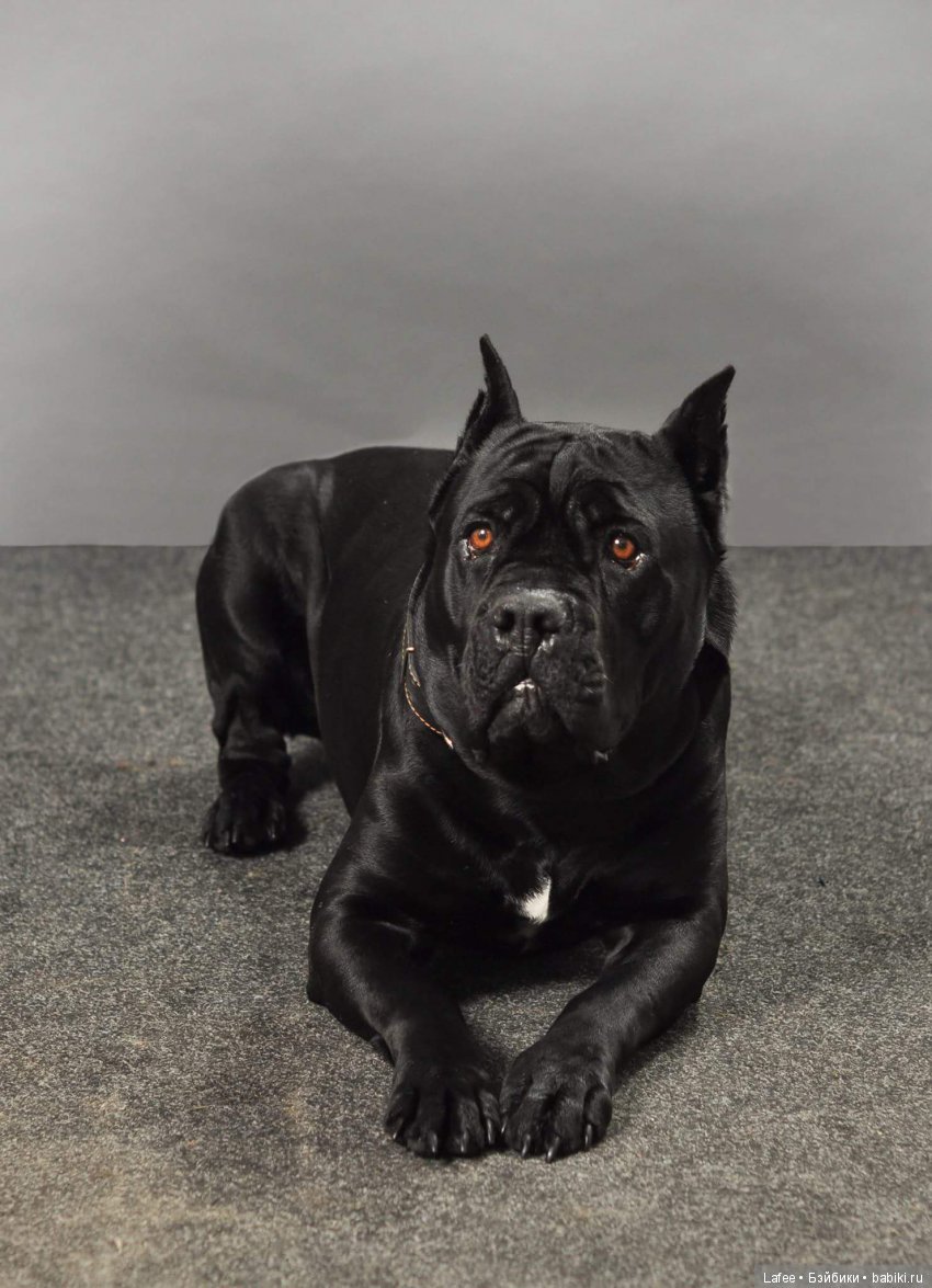 Кто охраняет моих кукол — Болталка и разговоры обо всем: жизнь