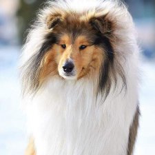 Кто охраняет моих кукол....