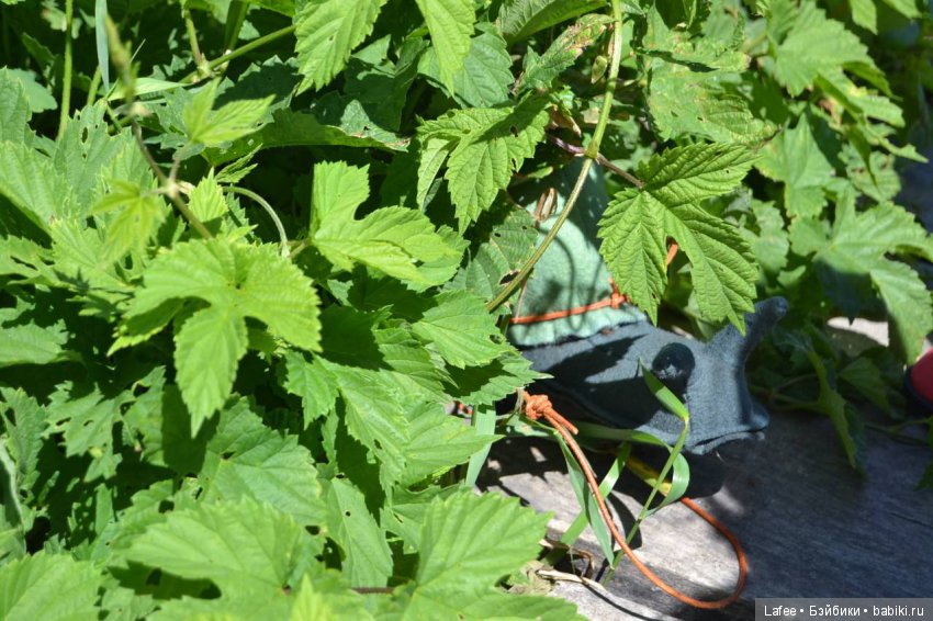 Прогулка без взрослых. Zwergnase встречают лето (фото 5)