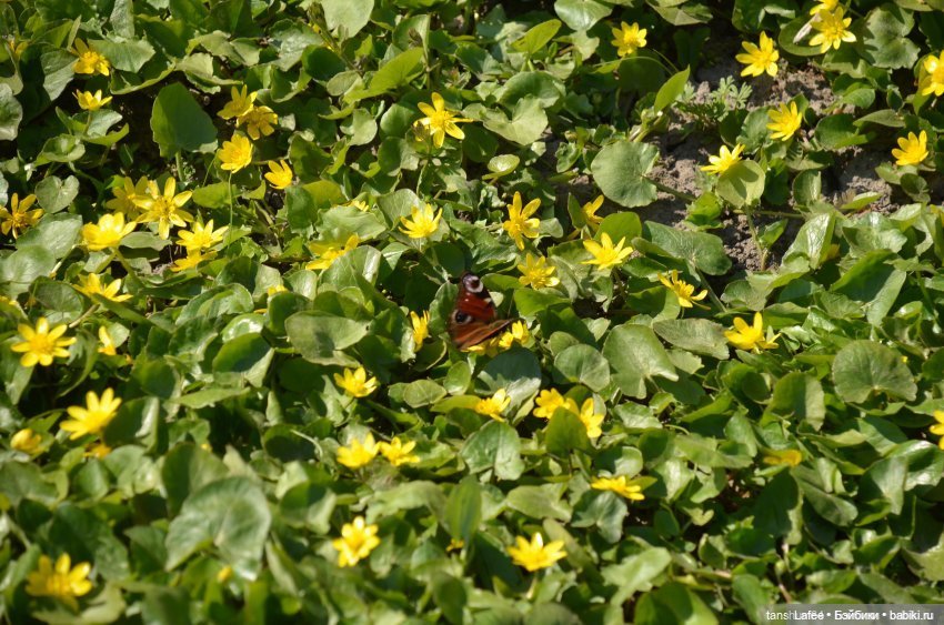 Эмили и пчёлка. Куклы иногда возвращаются к нам (фото 8)