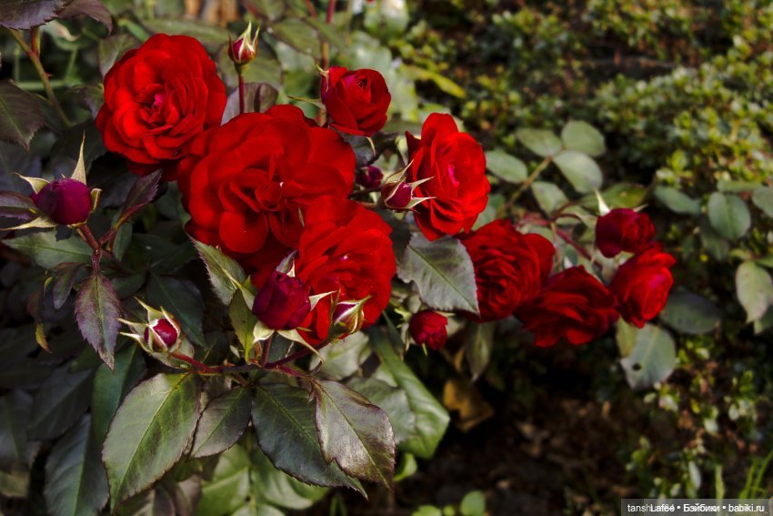 Ния и розовое настроение — Куклы Irrealdoll (Ирреалдолл): BJD (БЖД)