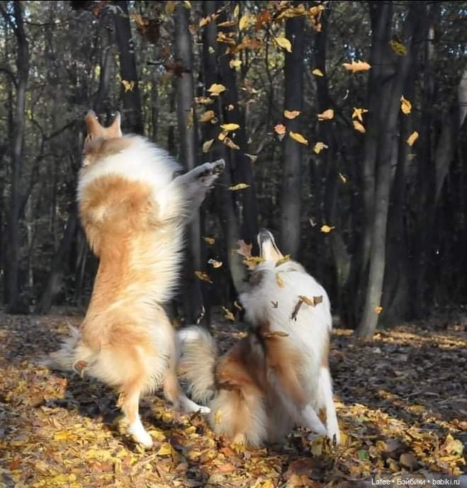 По следам Хэллоуина или собаки тоже хотят праздника