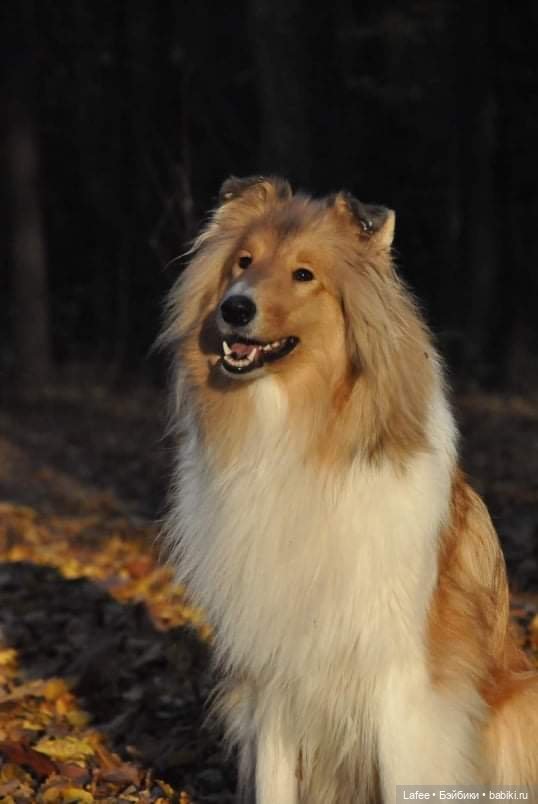 По следам Хэллоуина или собаки тоже хотят праздника