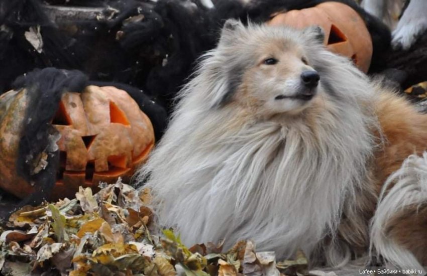 По следам Хэллоуина или собаки тоже хотят праздника (фото 7)