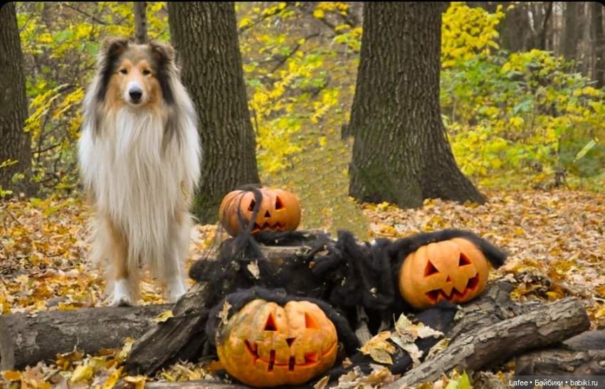По следам Хэллоуина или собаки тоже хотят праздника (фото 4)