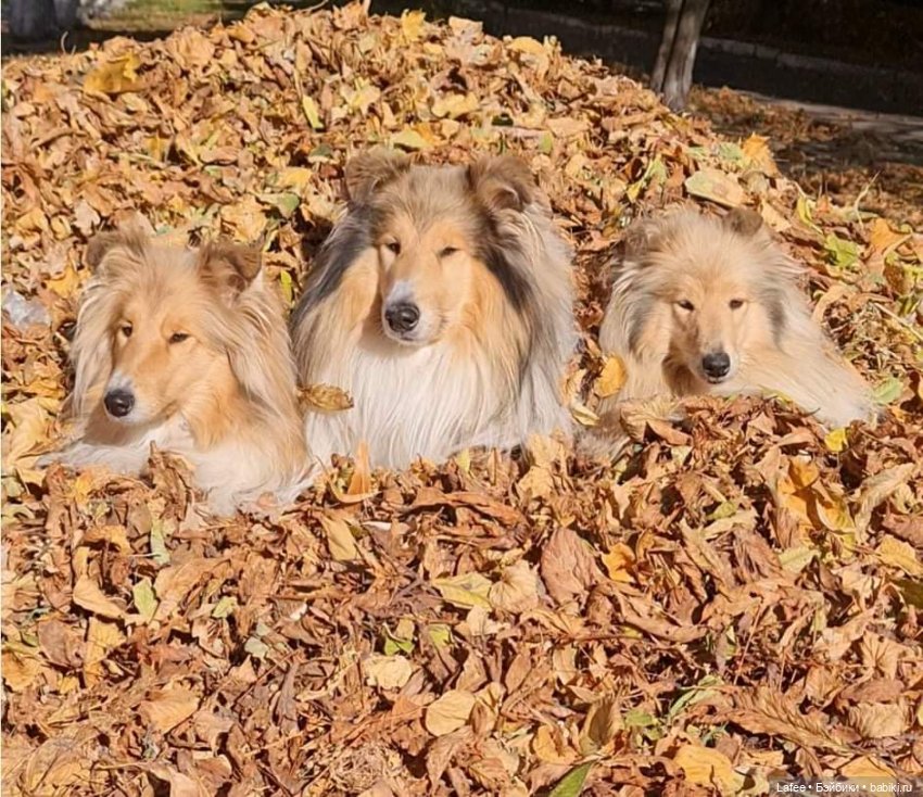 По следам Хэллоуина или собаки тоже хотят праздника