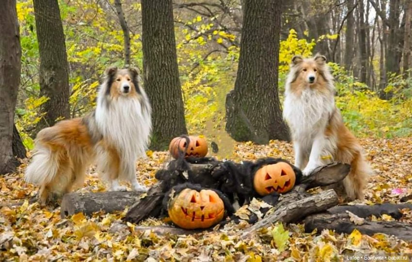 По следам Хэллоуина или собаки тоже хотят праздника (фото 10)