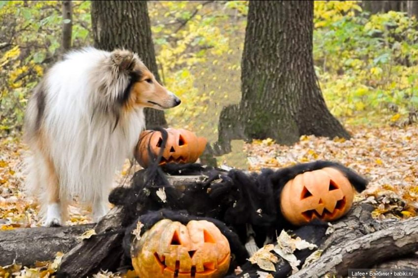 По следам Хэллоуина или собаки тоже хотят праздника (фото 3)