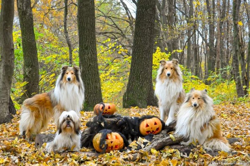 По следам Хэллоуина или собаки тоже хотят праздника