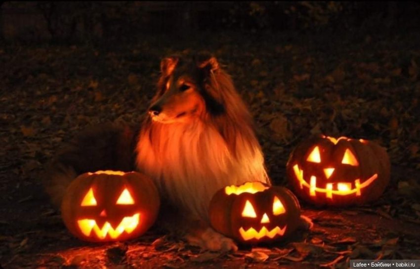 По следам Хэллоуина или собаки тоже хотят праздника