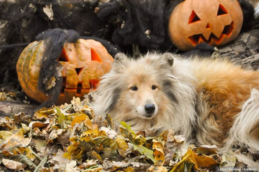 По следам Хэллоуина или собаки тоже хотят праздника (фото 5)