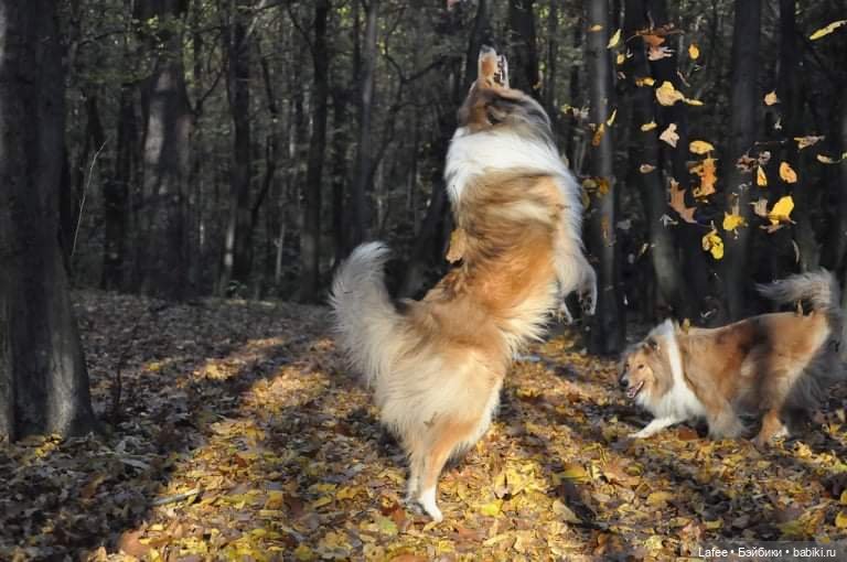 По следам Хэллоуина или собаки тоже хотят праздника