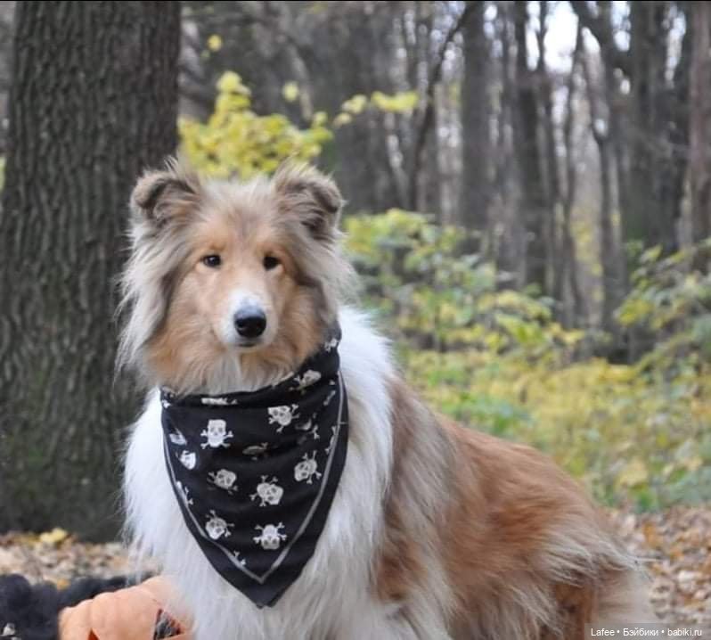 По следам Хэллоуина или собаки тоже хотят праздника (фото 9)