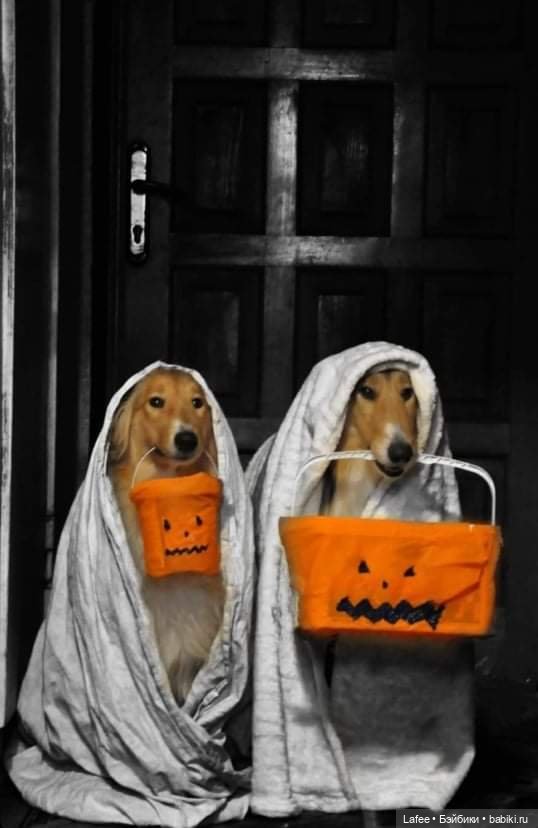 По следам Хэллоуина или собаки тоже хотят праздника