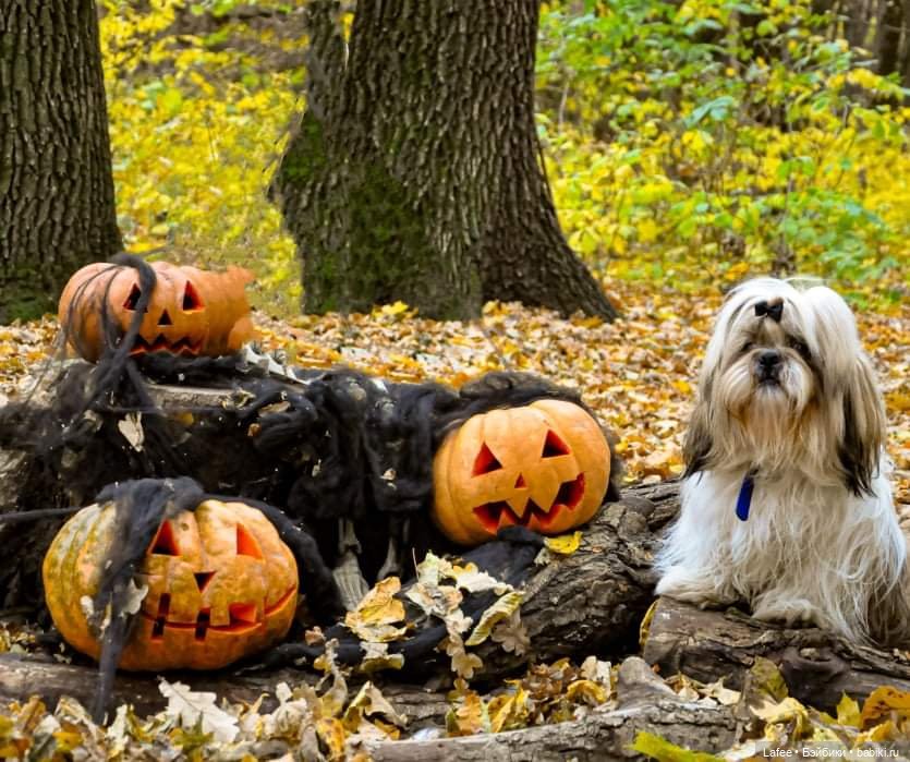 По следам Хэллоуина или собаки тоже хотят праздника (фото 6)