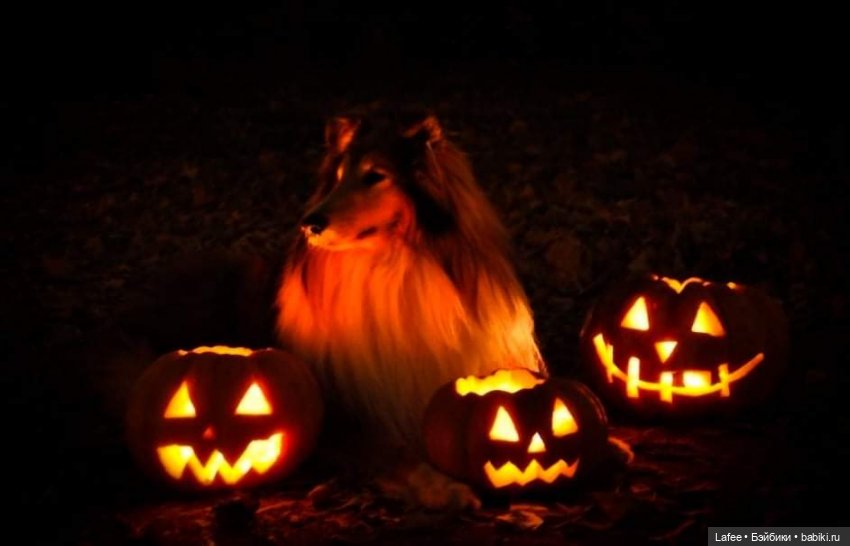По следам Хэллоуина или собаки тоже хотят праздника