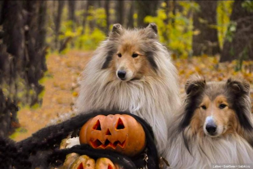 По следам Хэллоуина или собаки тоже хотят праздника (фото 8)