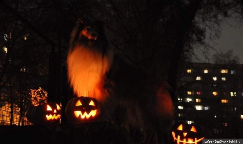 По следам Хэллоуина или собаки тоже хотят праздника