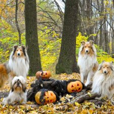 По следам Хэллоуина или собаки тоже хотят праздника
