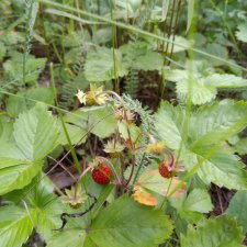 Прогулки с куклами - земляника