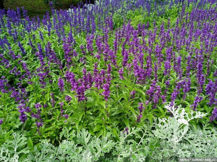 Эффи и Эвита - Осень и Весна (фото 4)