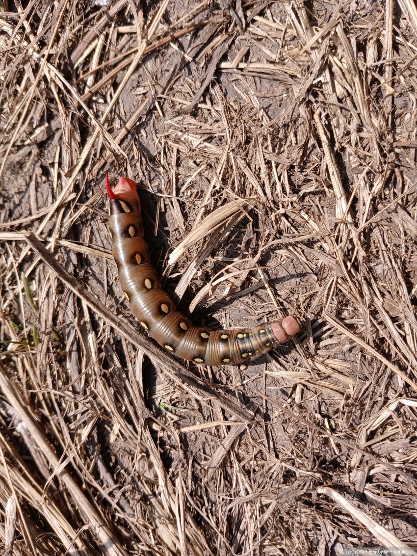 Кто пойдёт со мной в поход? Часть третья (фото 4)