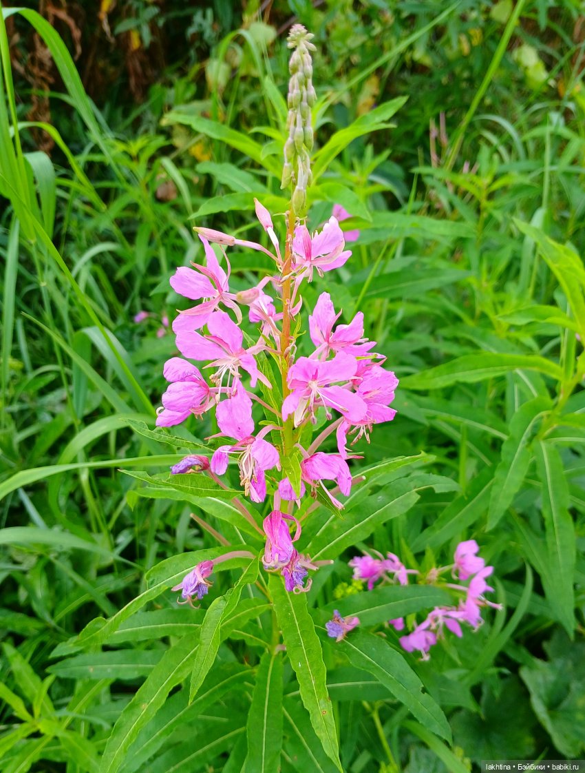 Кто пойдёт со мной в поход? Часть третья (фото 6)